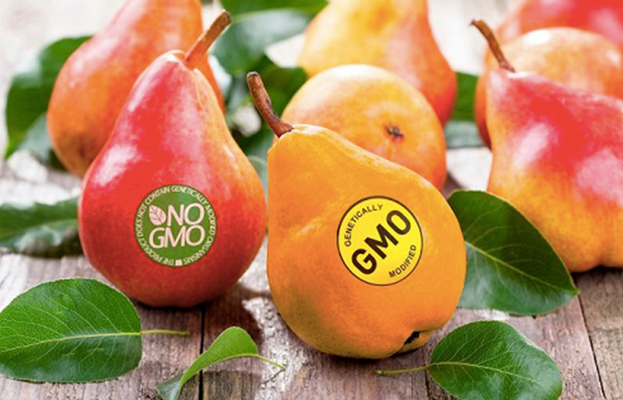 GMO là gì