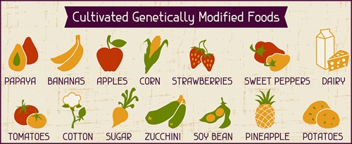 GMO là gì