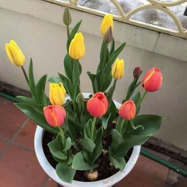 Đặc điểm của hoa tulip