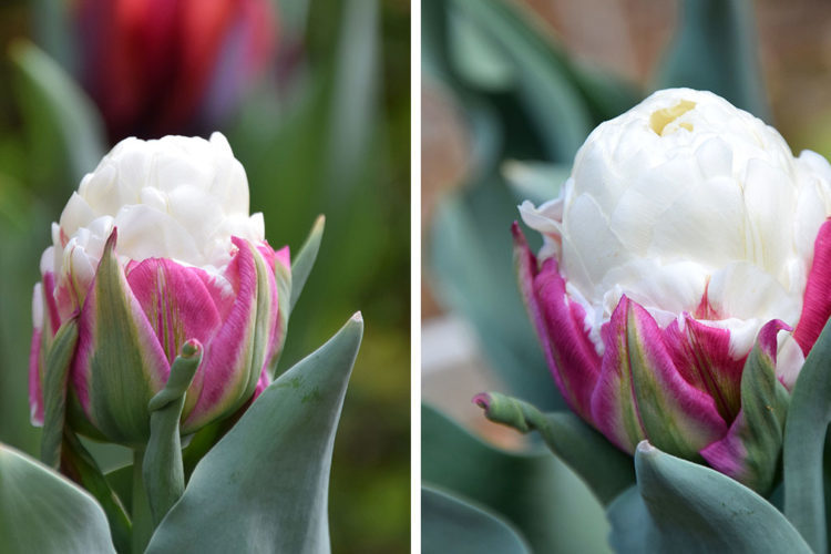 Ý nghĩa hoa tulip kem
