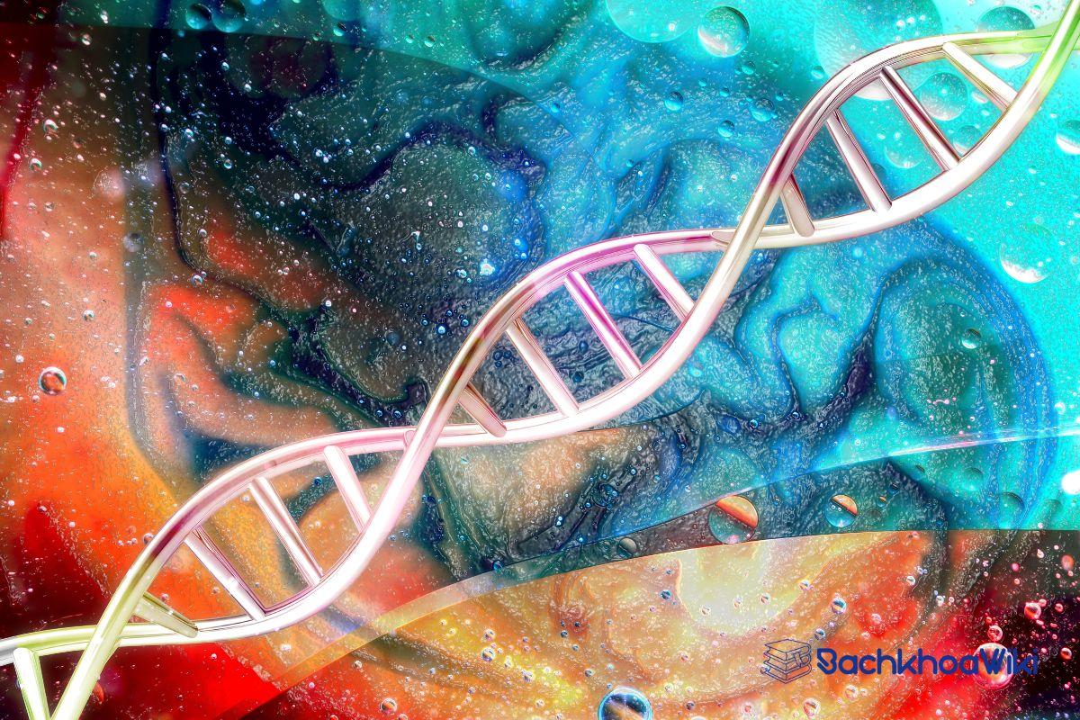 Quá trình nhân đôi ADN là gì