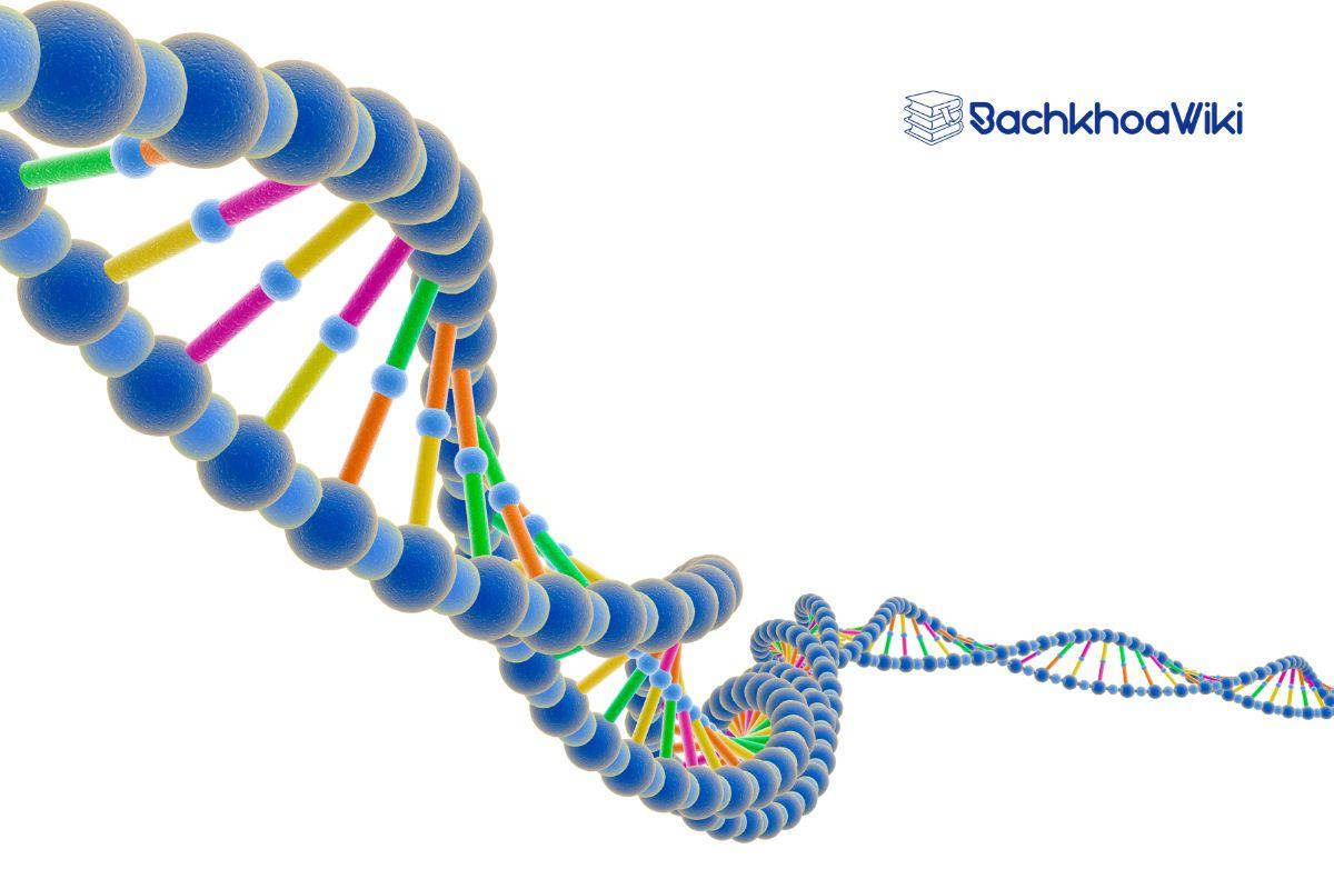 Trình tự diễn ra quá trình nhân đôi ADN