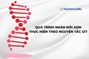 Quá trình nhân đôi ADN được thực hiện theo nguyên tắc gì