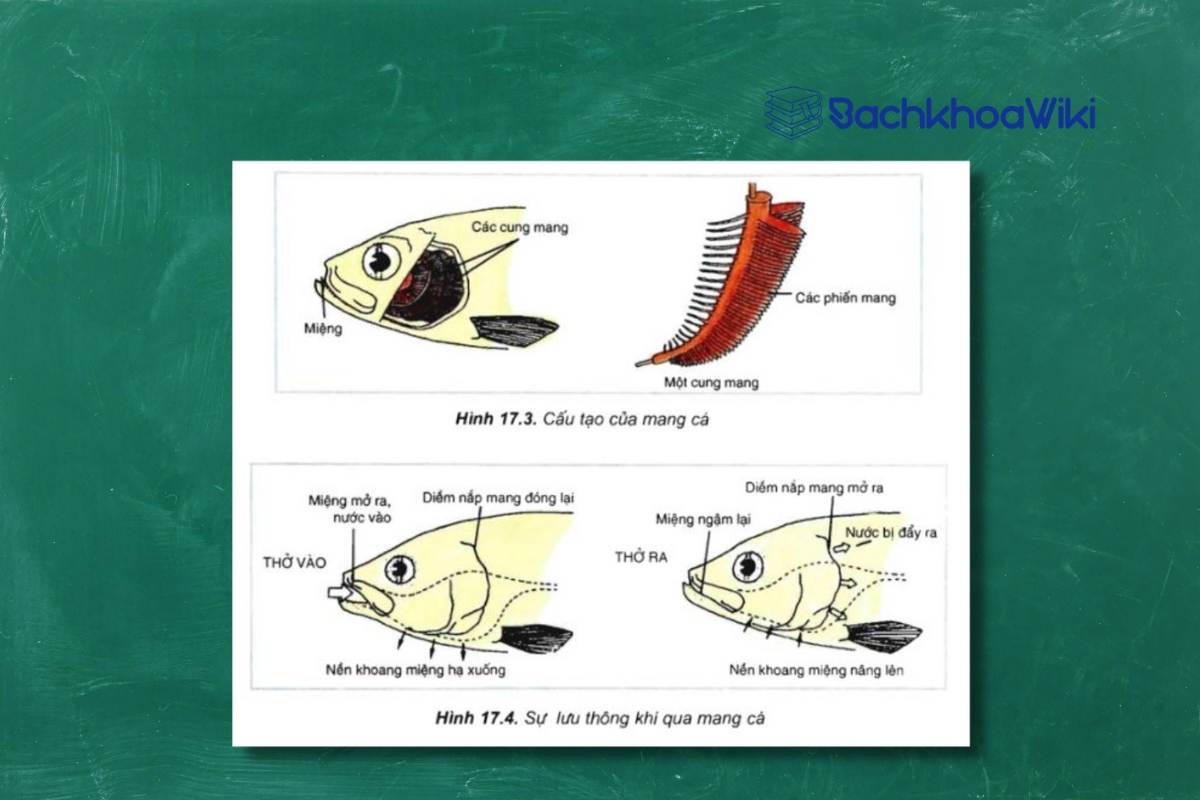 tại sao trao đổi khí của mang cá xương đạt hiệu quả cao